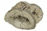 Fossil Fish (Ichthyodectes) Vertebra - Kansas #187397-1